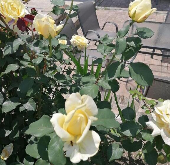 リゾートホテル Complex Transalpina