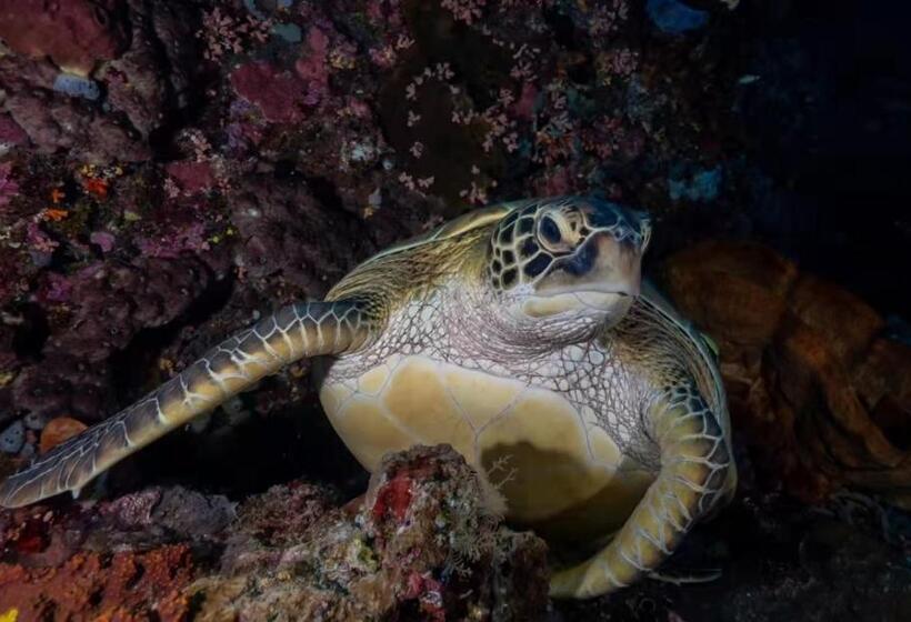 Ultra Mint Dive Resort