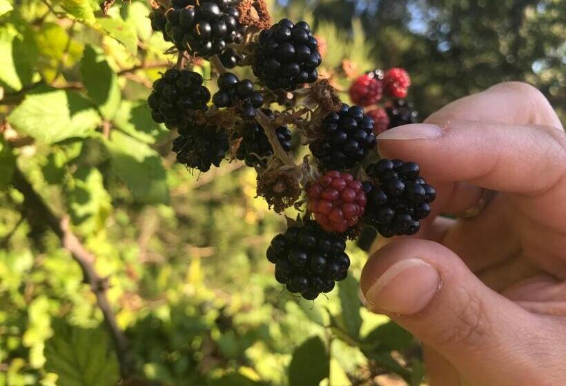 تختخواب و صبحانه Il Podere La Casina