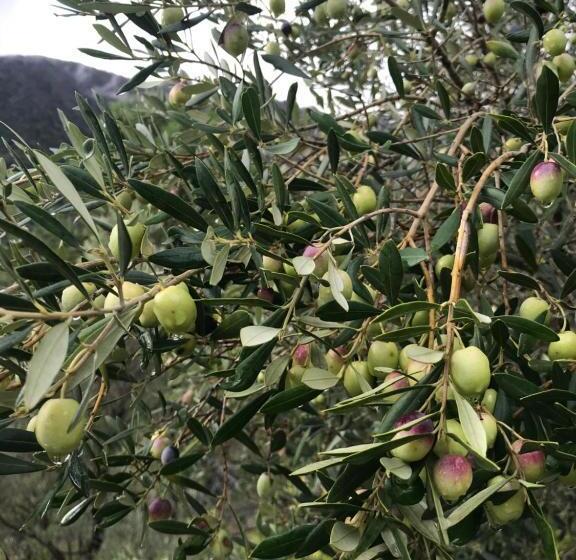 مبيت وإفطار Le Ciappe Castelbianco Terra Citr 9020 Beb 0003