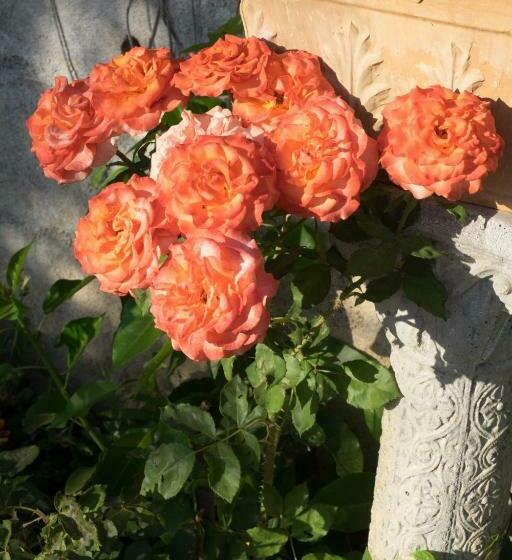 مبيت وإفطار Microborgopasca