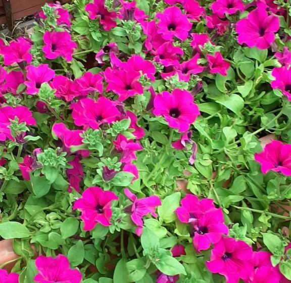 فندق Agriturismo Il Casaletto