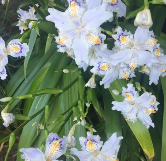 酒店 Agriturismo Il Glicine Bianco