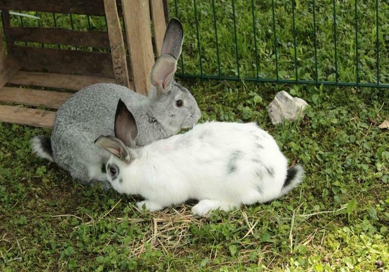 Отель Schneiderhof Urlaub Auf Dem Bauernhof