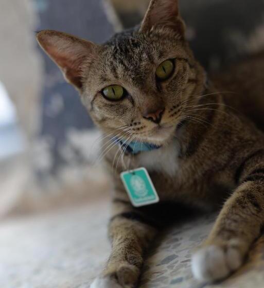 ホテル The Room Boutique