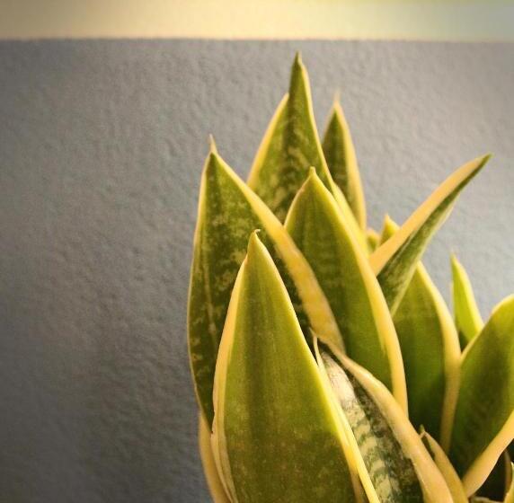 Пансион Unico