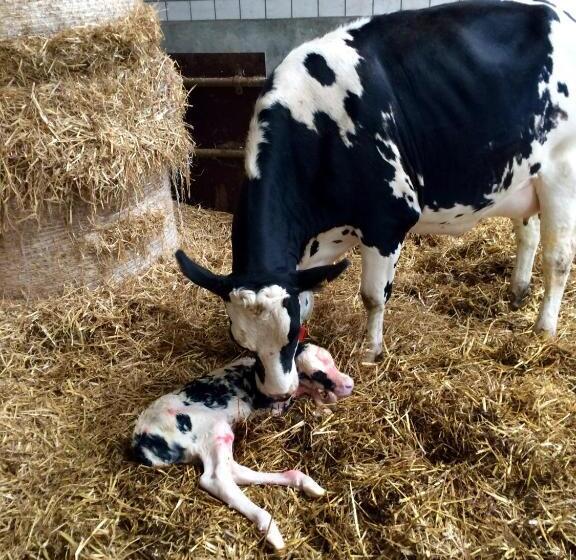 تختخواب و صبحانه Boerengastenverblijf De Kromme Rijn