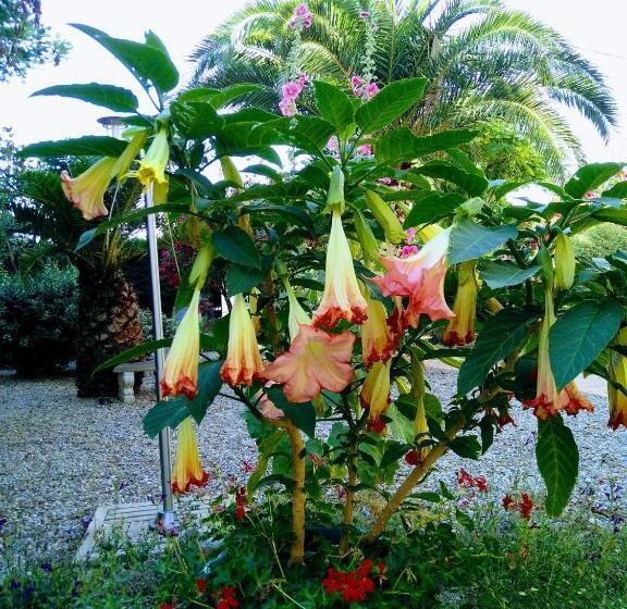 住宿加早餐  La Maison Des Palmiers