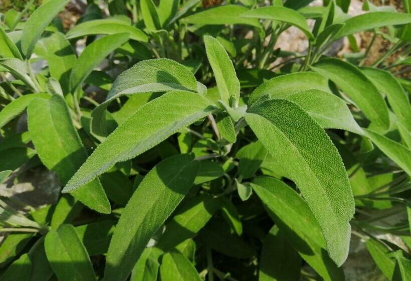 فندق Agriturismo Maso Pertener  Adults Only