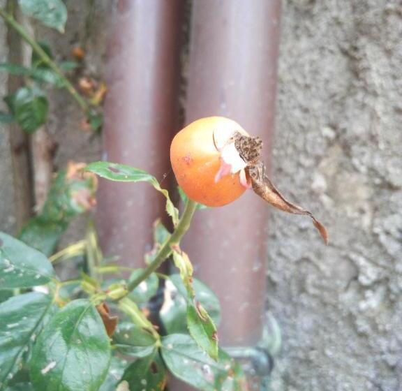 فندق Agriturismo Maso Pertener  Adults Only