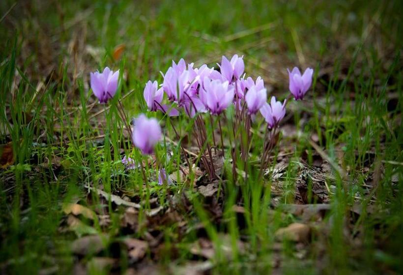 ホテル Masseria Ferri