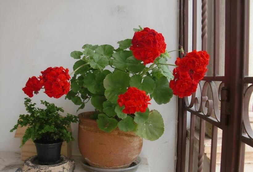 پانسیون Adore Portugal Coimbra Guest House