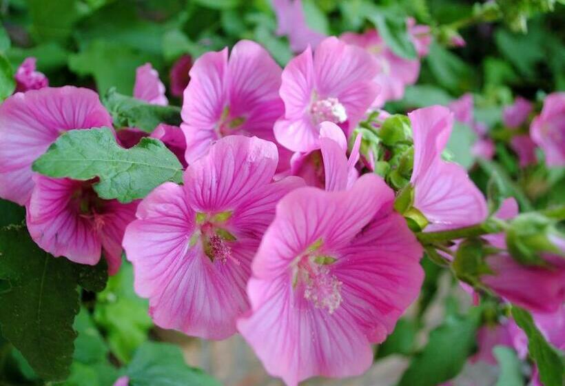 پانسیون Elegance Hamont