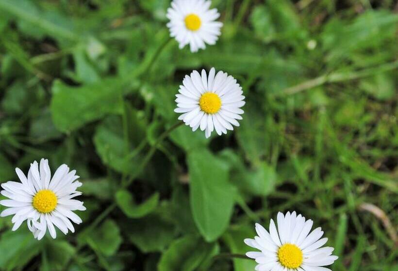 膳宿费 Elegance Hamont