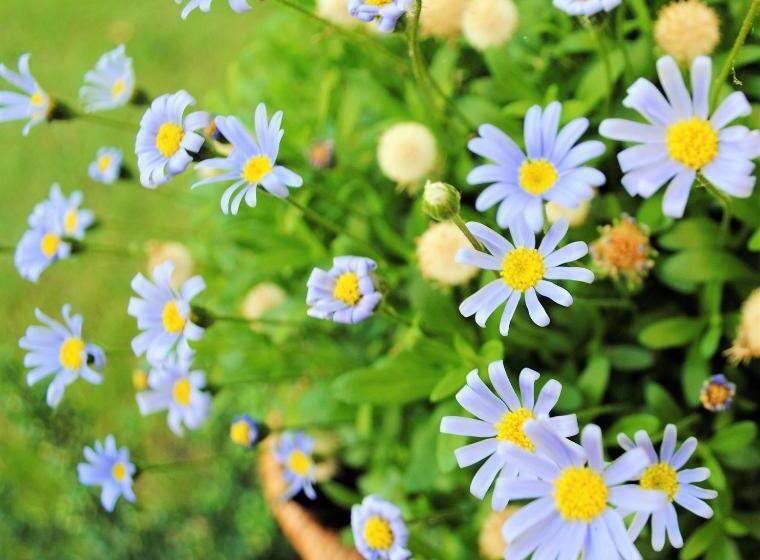 پانسیون Elegance Hamont