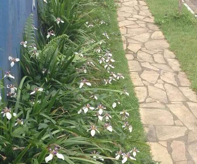 Пансион Golfinho Tropical Hostel E Pousada