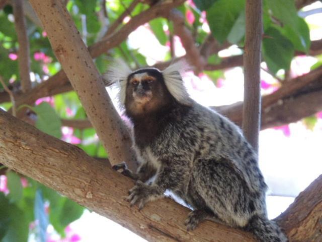 Пансион Pousada Chica Pitanga