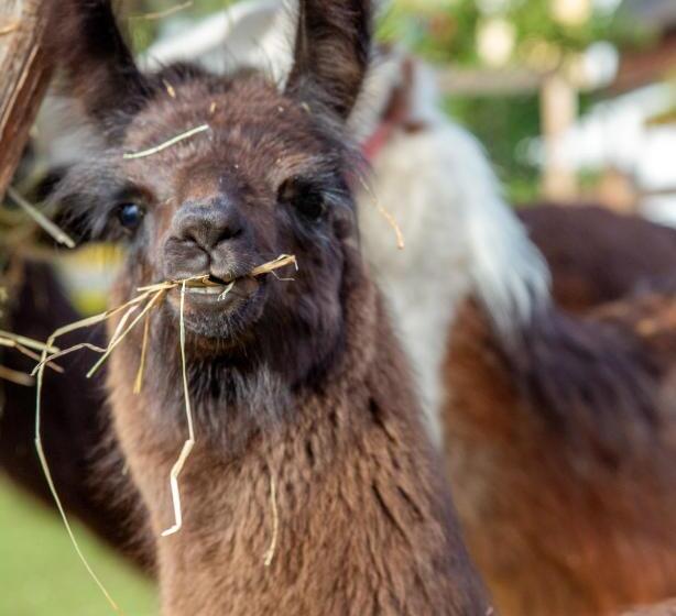 Appartement Und Wellnesshotel Charlotte 3 Sterne Superior