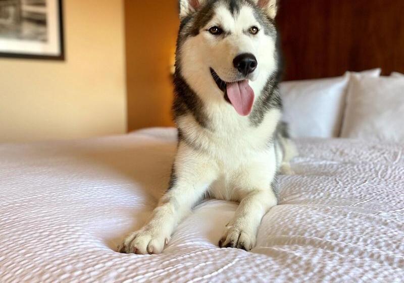 فندق Four Points By Sheraton Kelowna Airport