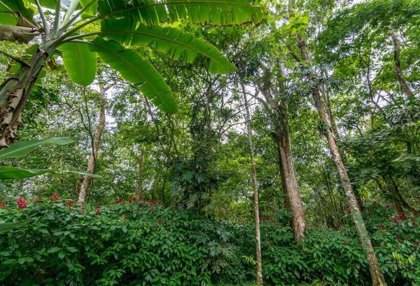 فندق ريفى Ara Ambigua Lodge