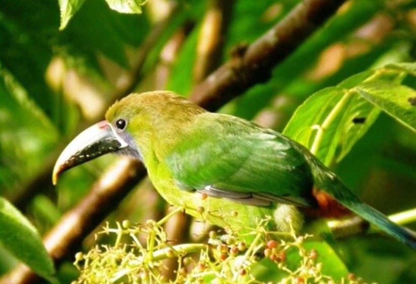 בית מלון כפרי Bosque De Paz