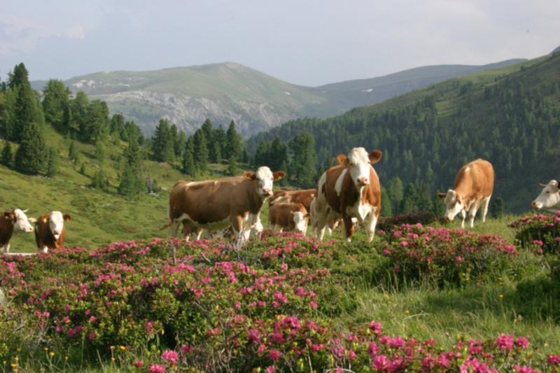 Thermenwelt Hotel Pulverer