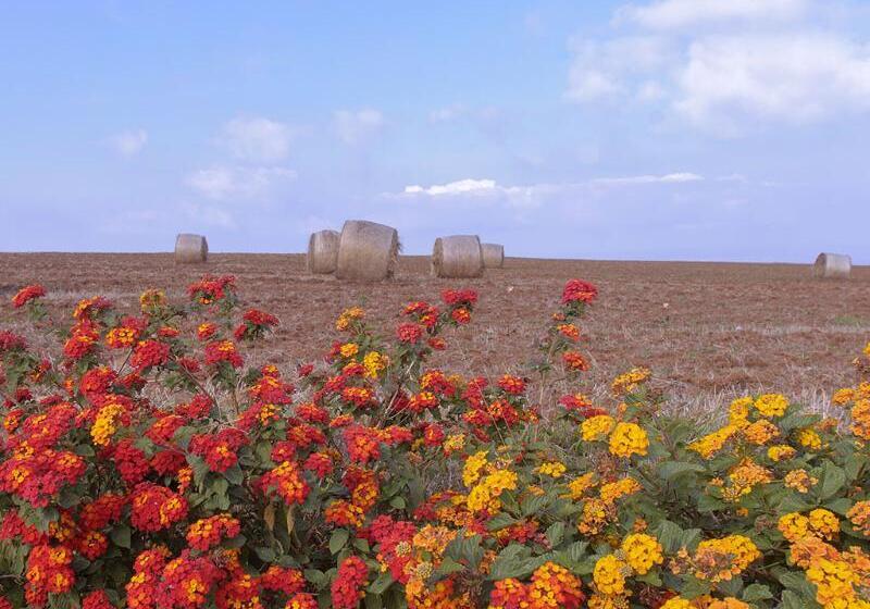 Popilia Country Resort