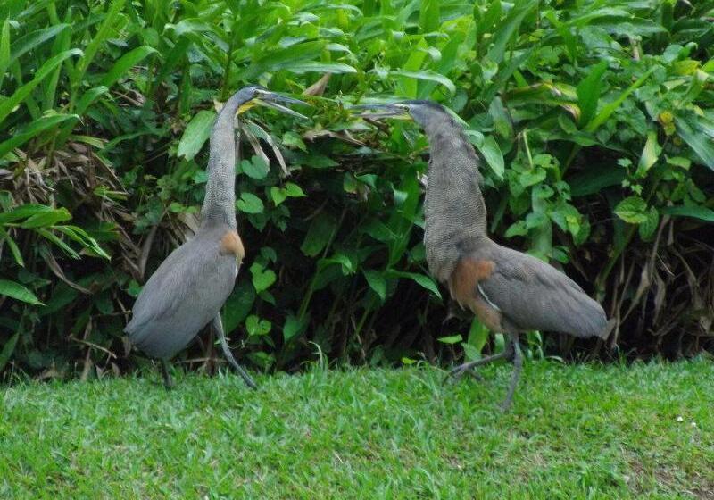 ホテル Macaw Lodge