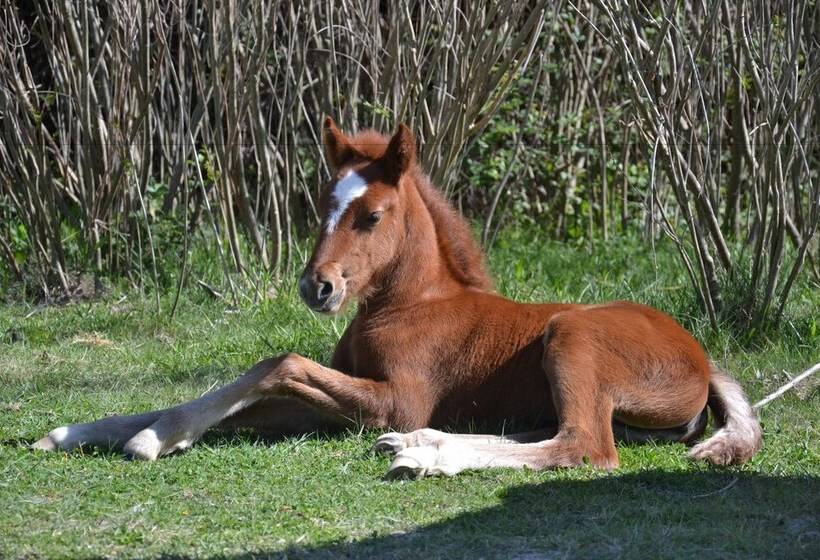 בית מלון כפרי Mas De Sylvéréal