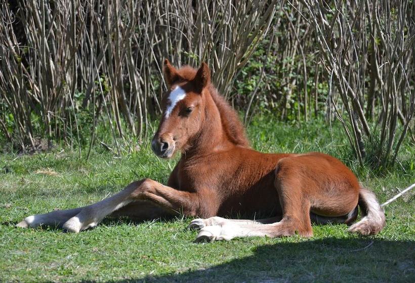 בית מלון כפרי Mas De Sylvéréal