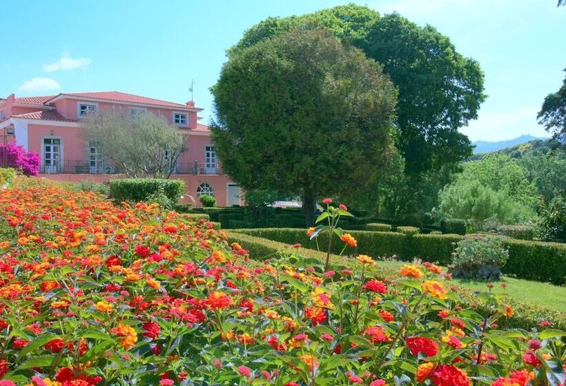 Wot Sintra Sarrazola