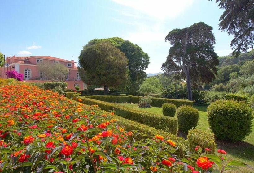 Wot Sintra Sarrazola