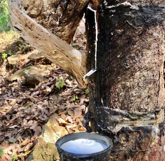 בית מלון כפרי Riverbank Resort Gampola