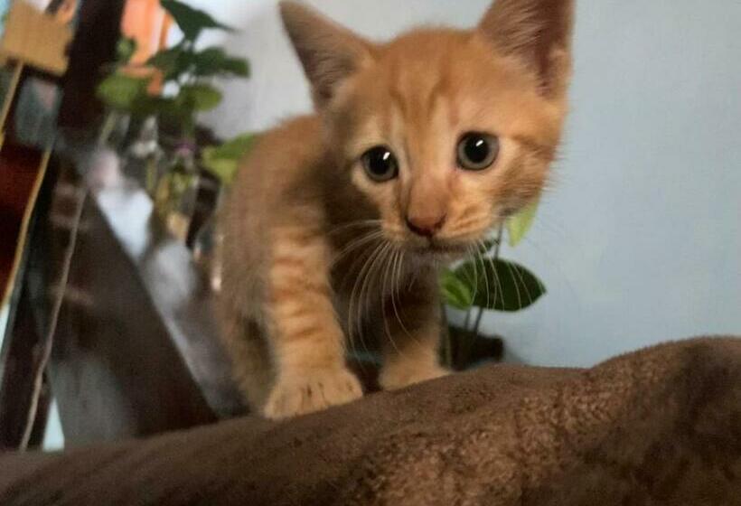 Tranquilandia Hostel