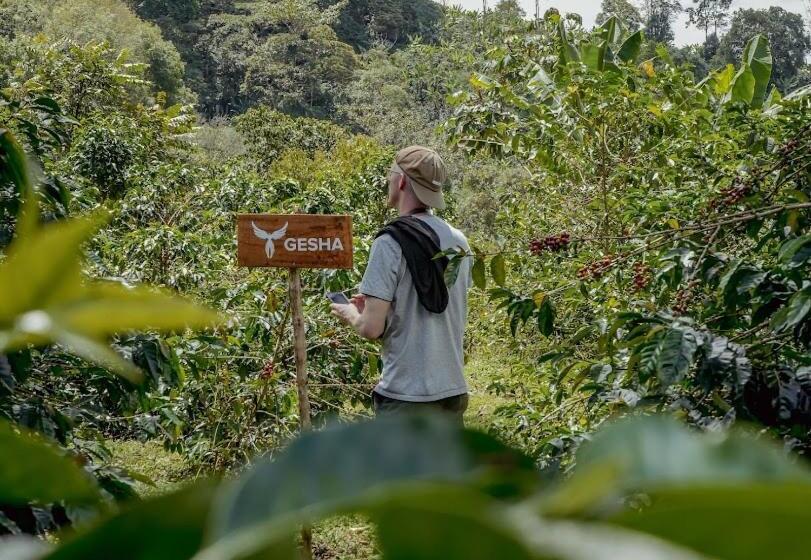 酒店 El Fenix Coffee