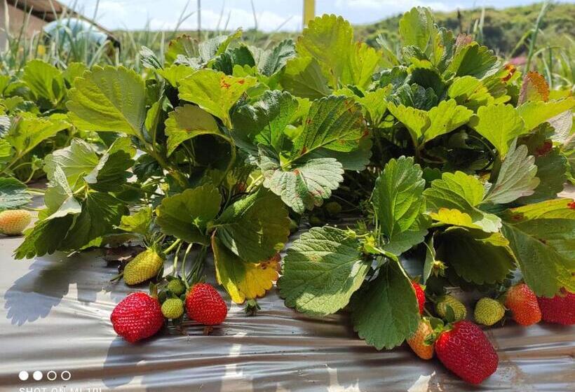 בית מלון כפרי Khushi Riverside Resort & Spa