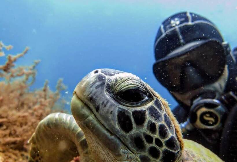 בית מלון כפרי Pousada Frezza Mergulho