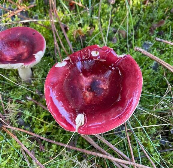 مبيت وإفطار Maison Magnolia