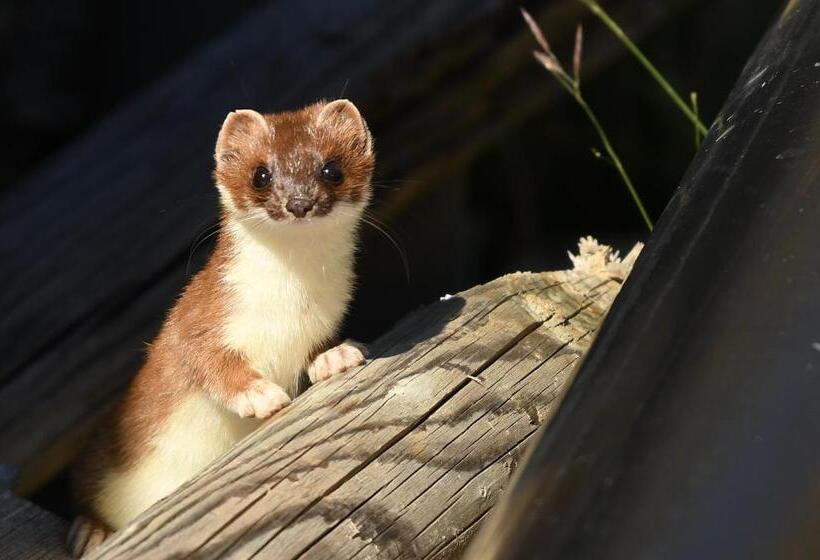 ユースホステル Familiehotel La Randulina