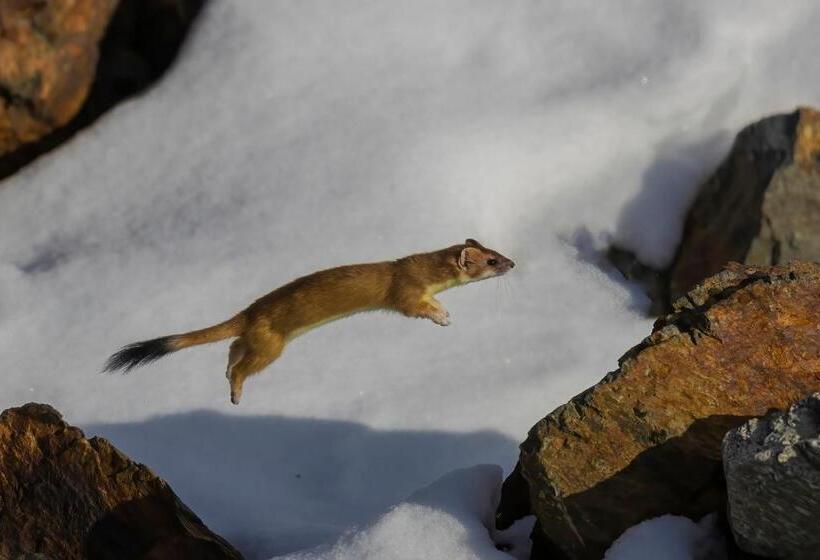 ユースホステル Familiehotel La Randulina