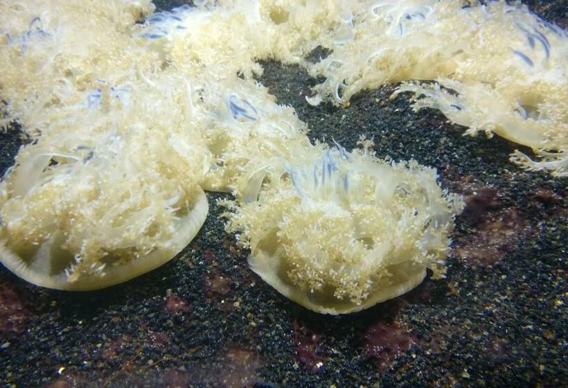 Bed and Breakfast La Touline