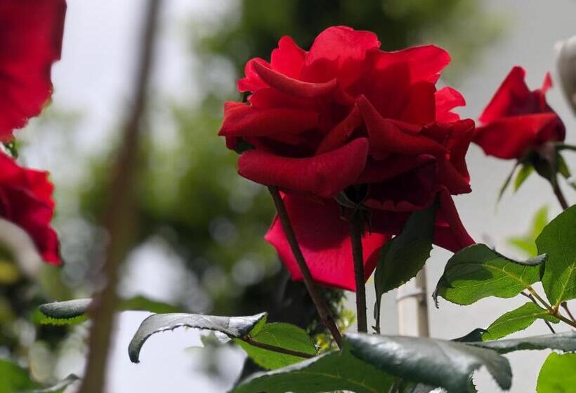 Bed and Breakfast Summer Paradise