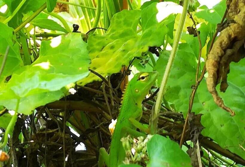 צימר Vivid Lanka