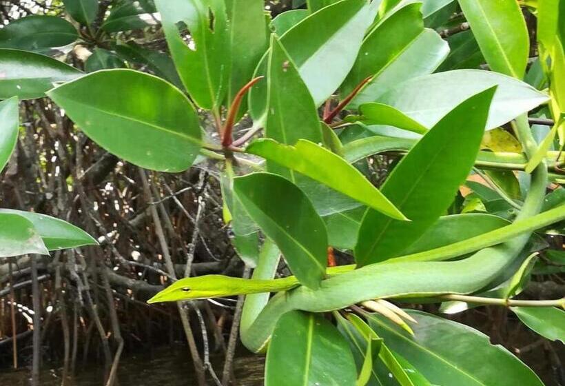 צימר Vivid Lanka