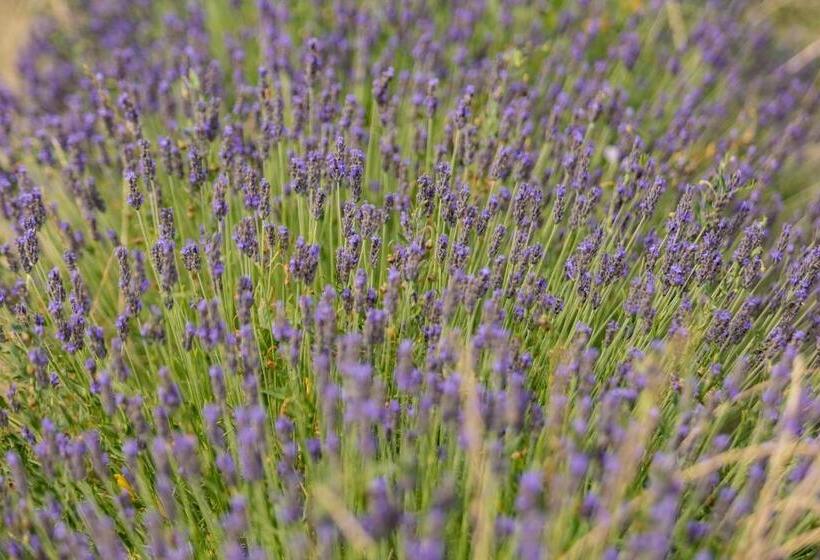 فندق Agriturismo La Valle Della Lavanda   Podere Mezzastrada