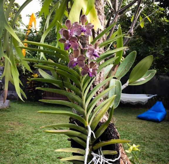 פנסיון Gede House Tejakula