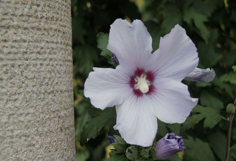 Venice Country Apartments