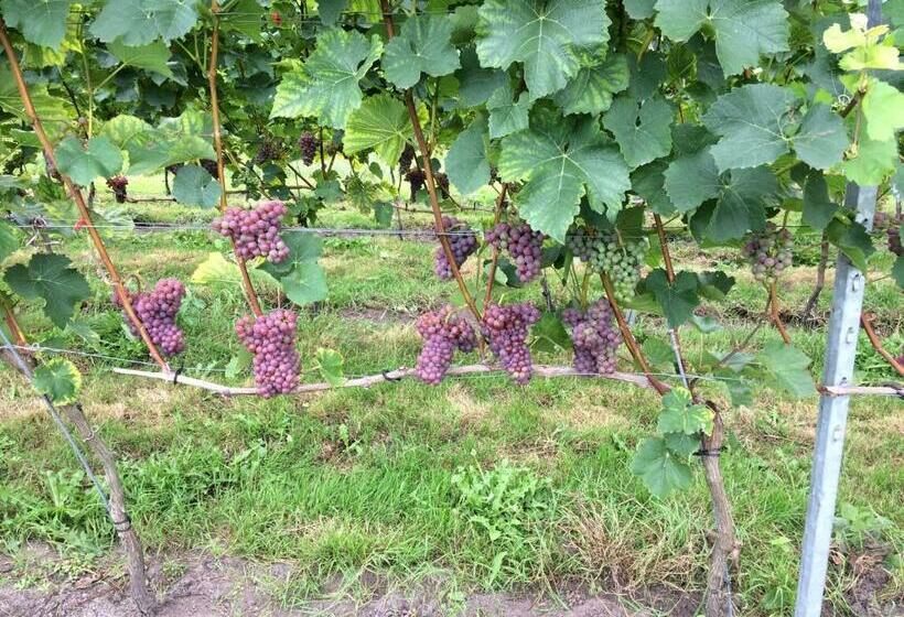 B&b Op Wijngoed Havelte