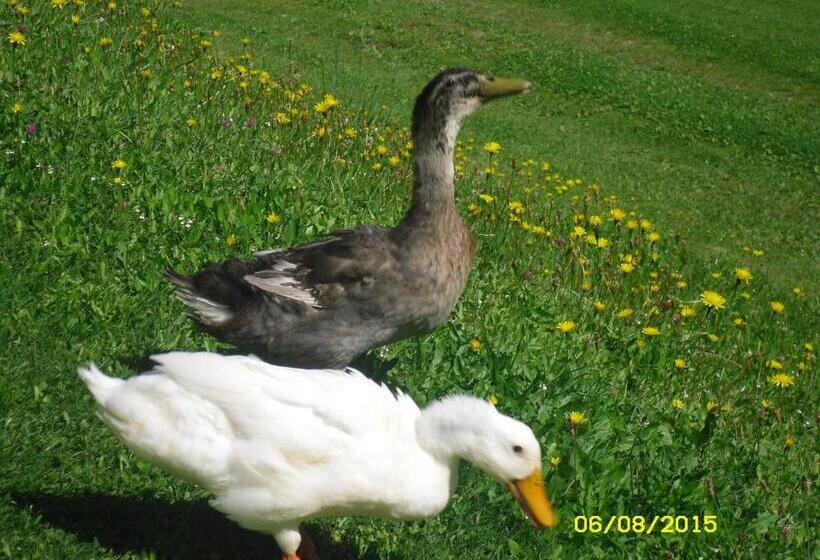 تختخواب و صبحانه Vorderwiesgut