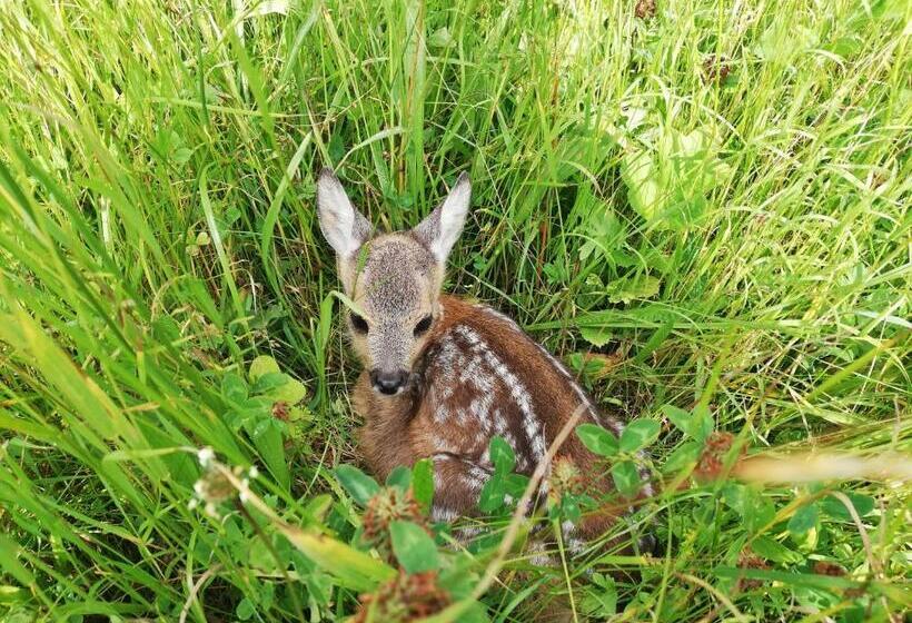 تختخواب و صبحانه Vorderwiesgut